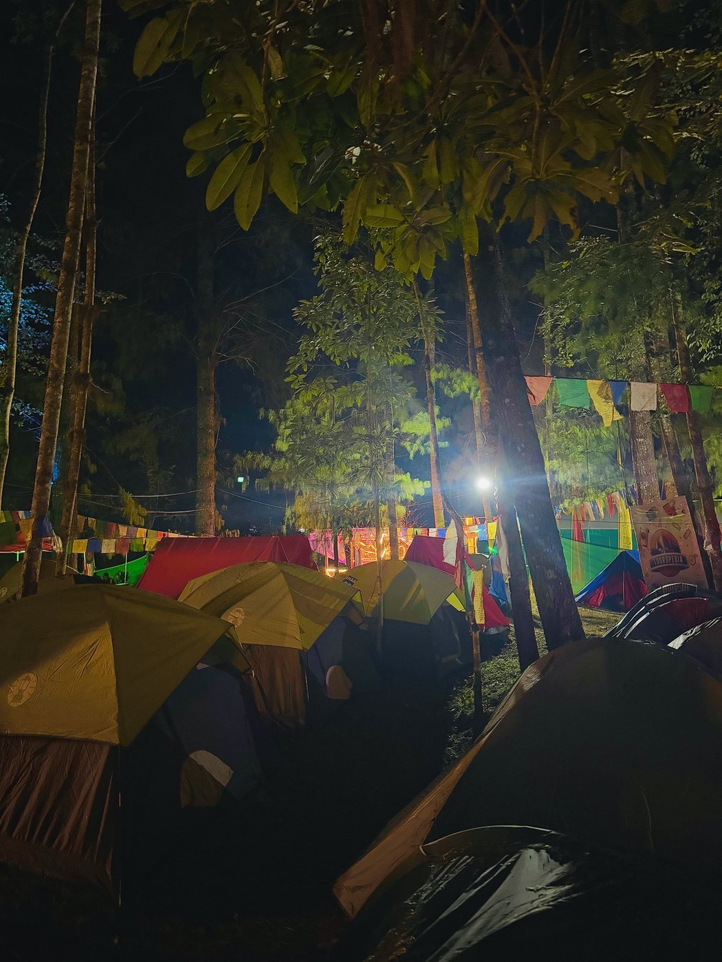 Tents glowing at night beneath the trees at Basecamp