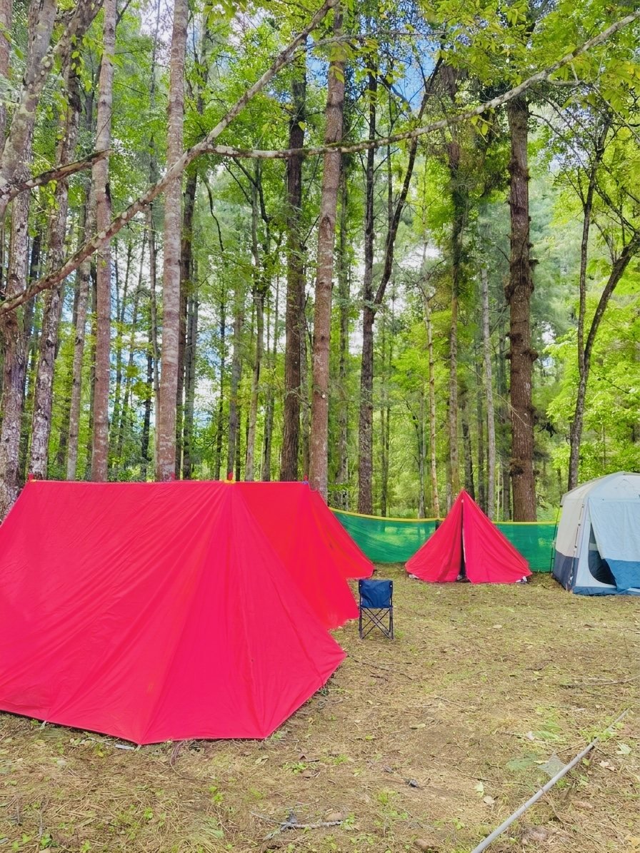 Tents set among tall trees at a Ziro campsite