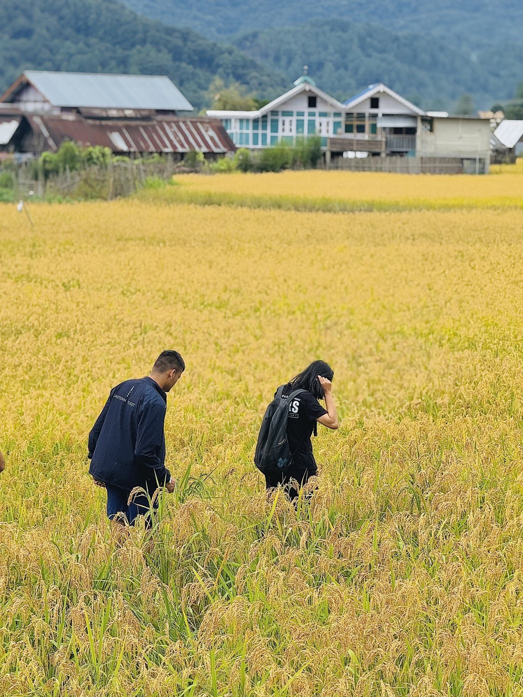 Guests exploring the golden paddy fields of Ziro Valley