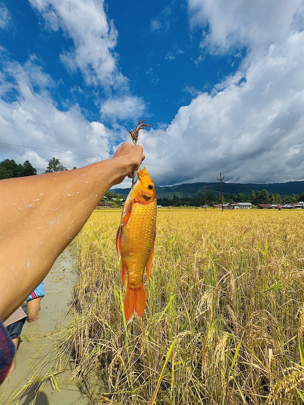 One fish caught during a paddy-field fishing experience in Ziro